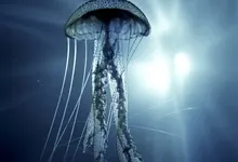 blue ocean urban jellyfish 1600x1200 wallpaper Art HD Wallpaper